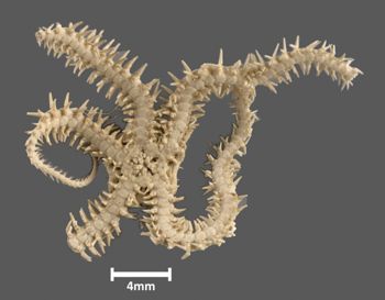 Media type: image; Invertebrate Zoology OPH-1161 Aspect: ventral